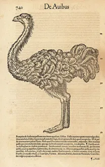 Ornithology Prints: Common ostrich, Struthio camelus