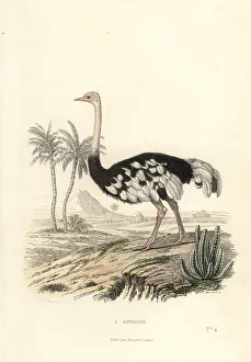 Achille Richard Prints: Common ostrich, Struthio camelus
