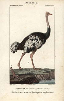 Common ostrich, Struthio camelus, with foot Common ostrich, Struthio camelus, with foot