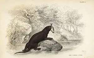 Common otter, Lutra lutra
