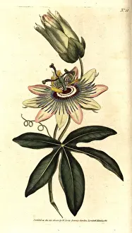 Passiflora Prints: Common passionflower, Passiflora caerulea