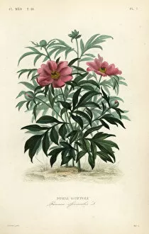 Medicale Collection: Common peony or garden peony, Paeonia officinalis