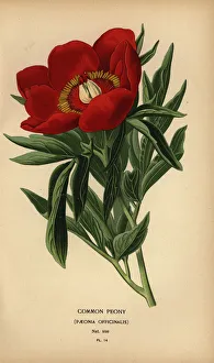 Common peony, Paeonia officinalis