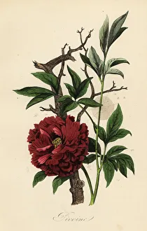 Achille Comte Prints: Common peony, Paeonia officinalis Pivoine
