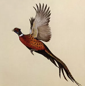 Birds Collection: A Common Pheasant alarmed