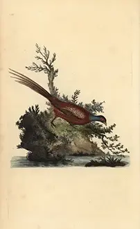 Common pheasant, Phasianus colchicus