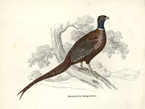 Common pheasant, Phasianus colchicus