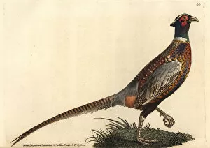 Common pheasant (ring-necked), Phasianus colchicus torquatus