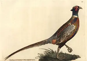 Polydore Prints: Common pheasant (ring-necked), Phasianus colchicus torquatus