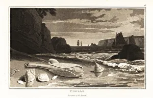 Common piddock shells, Pholas dactylus, on a beach
