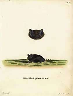 Leitner Prints: Common pipistrelle bat, Pipistrellus pipistrellus