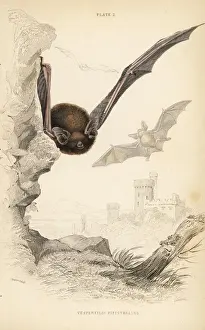 Common pipistrelle, Pipistrellus pipistrellus