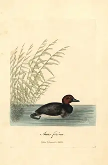 Aythya Prints: Common pochard, Aythya ferina