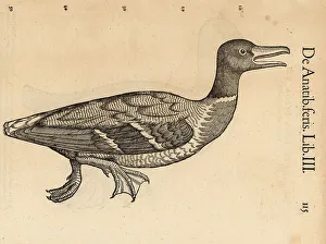 Common pochard, Aythya ferina, vulnerable