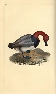 Common pochard or red-headed wigeon, Aythra ferina (female)