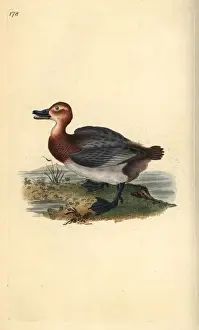 London Prints: Common pochard or red-headed wigeon, Aythra ferina (female)
