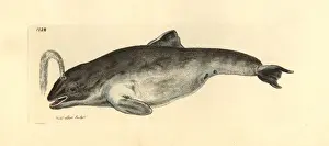 Porpoise Prints: Common porpoise, Phocoena phocoena