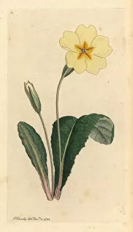 Primula Gallery: Common primrose, Primula vulgaris
