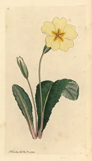Primula Gallery: Common primrose, Primula vulgaris