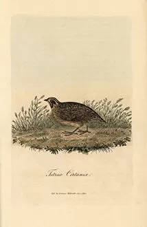 Common quail, Coturnix coturnix
