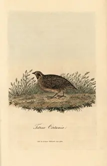 Graves Prints: Common quail, Coturnix coturnix