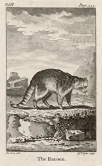 Raccoon Prints: Common Raccoon