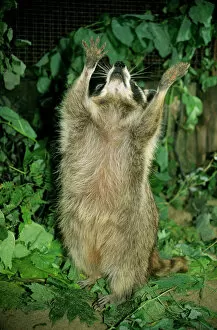Common Raccoon - adult female, begging for food