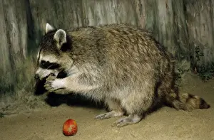 Captivity Prints: Common Raccoon - adult female, eating an apple - side view
