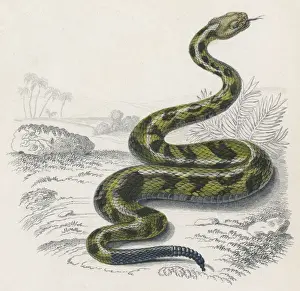 Rattle Prints: Common Rattle Snake / Duhn