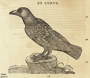 Crow Prints: Common raven, Corvus corax
