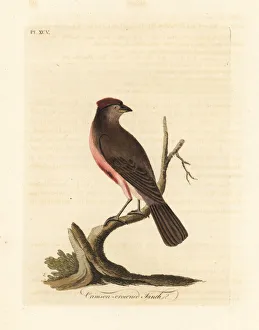 Latham Collection: Common redpoll, Carduelis flammea