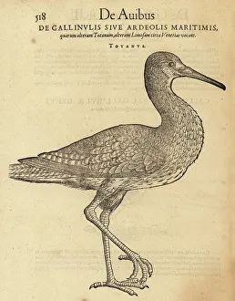 Common redshank, Tringa totanus