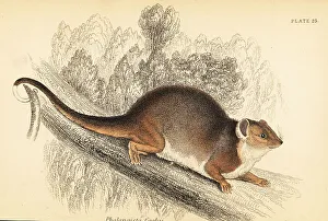 Marsupiata Prints: Common ringtail possum, Pseudocheirus peregrinus
