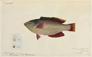 Common rock fish illustration by Robert Neill