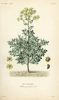 Debray Collection: Common rue or herb of grace, Ruta graveolens