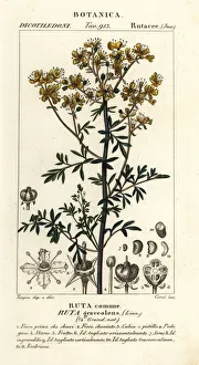 Common rue or herb of grace, Ruta graveolens