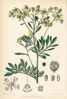 Medicinal Prints: Common rue, Ruta graveolens