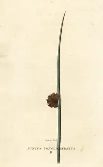 Common rush, Juncus conglomeratus