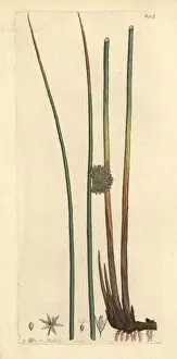 Common rush, Juncus conglomeratus