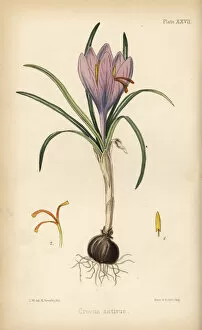 Herbal Gallery: Common saffron crocus, Crocus sativa