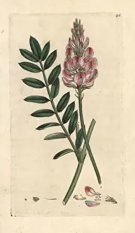Common sainfoin, Onobrychis viciifolia