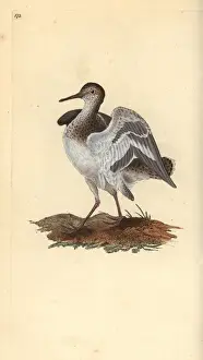 Edwarddonovan Prints: Common sandpiper, Actitis hypoleucos