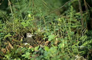 Common Sandpiper - on nest; common but difficult