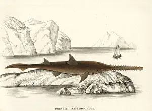 Bildersaal Prints: Common sawfish, Pristis pristis