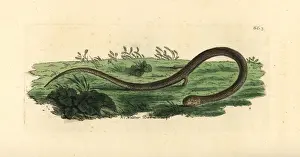 Common scaly-foot, Pygopus lepidopodus