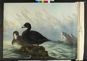 Images Dated 14th July 2010: The common scoter, male and female Melanitta nigra