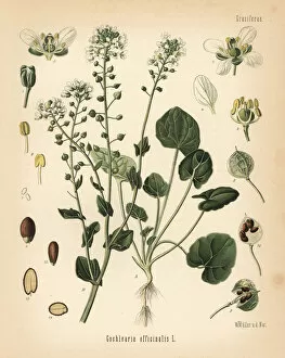 Adolph Gallery: Common scurvygrass, Cochlearia officinalis