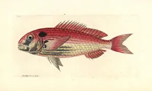 Thenaturalistsmiscellany Prints: Common seabream or red porgy, Pagrus pagrus Endangered