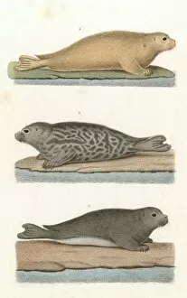 Images Dated 24th May 2012: Common Seal / Anon / Col