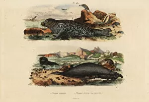 Phoca Collection: Common seal and elephant seal